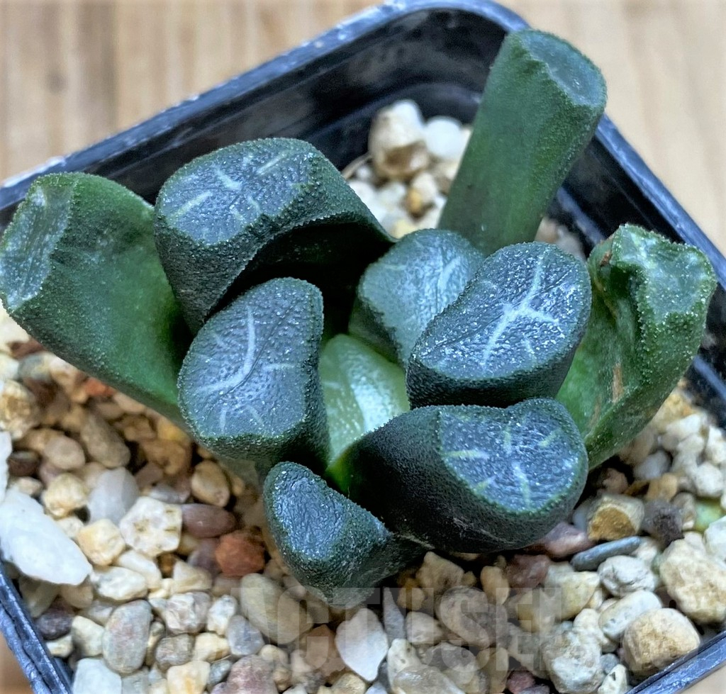 SHPR40859 Haworthia maughanii -Japan- - Obrázek 2