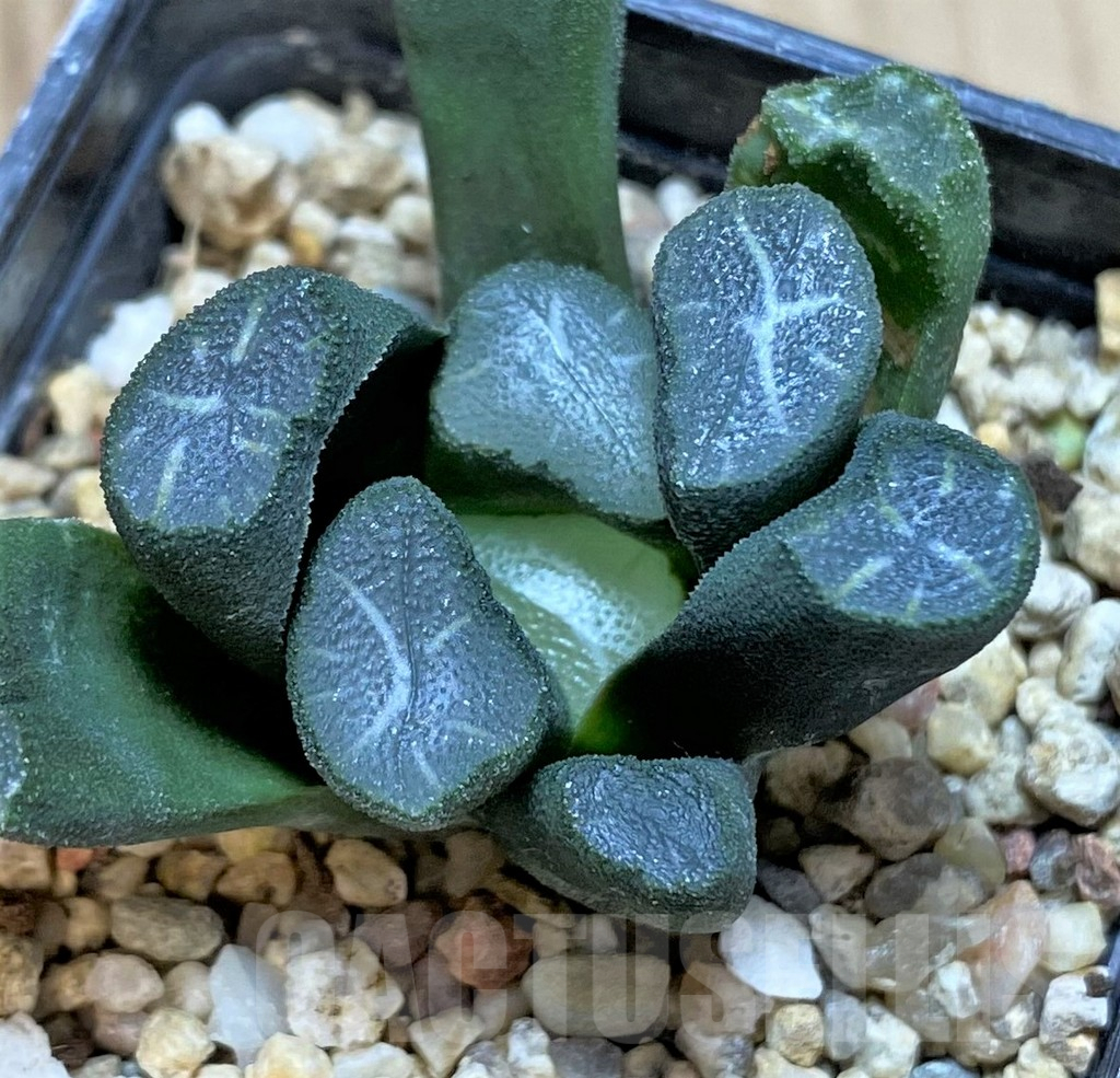 SHPR40859 Haworthia maughanii -Japan-