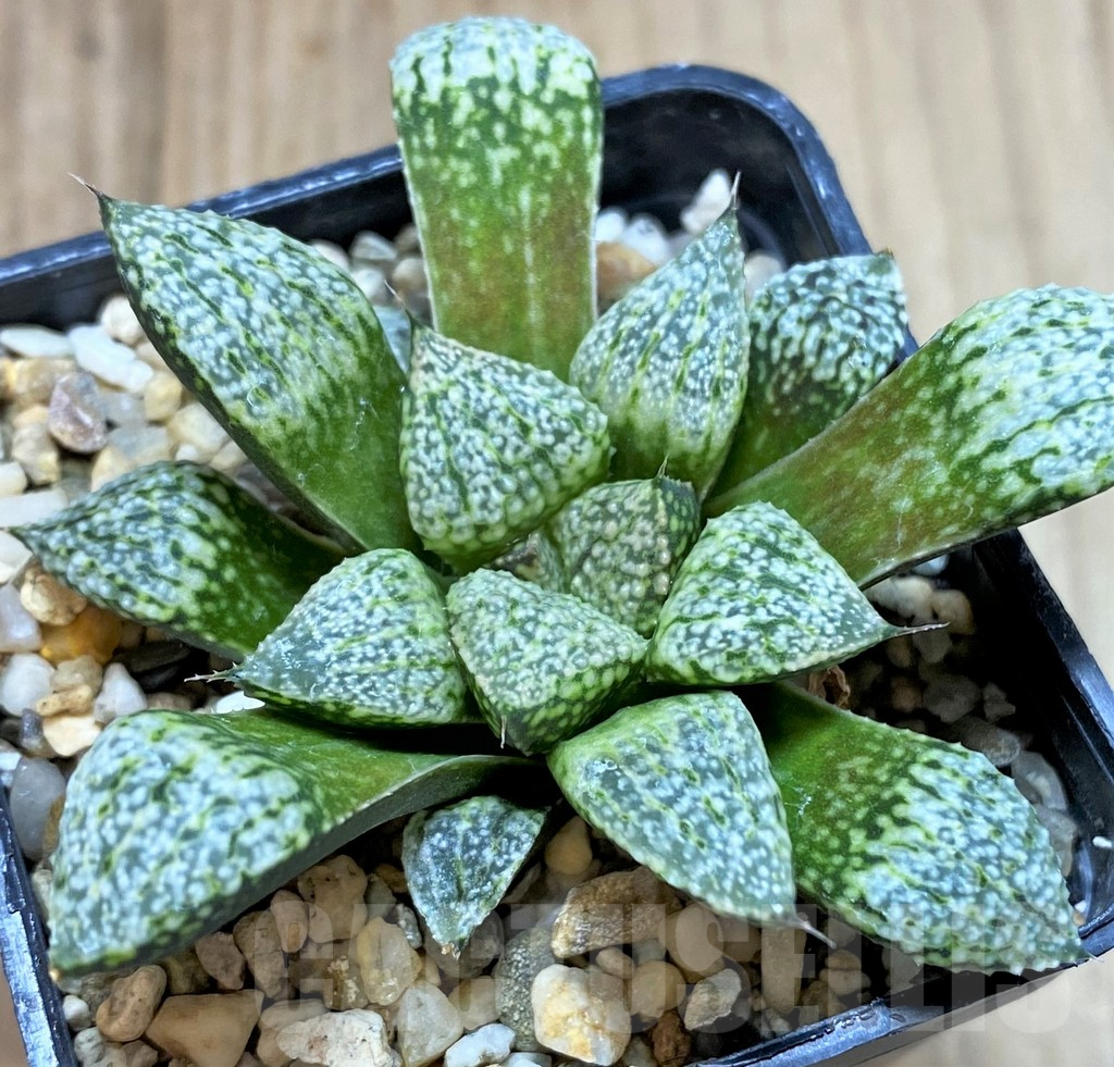 SHPR40860 Haworthia picta -Japan- - Obrázek 2