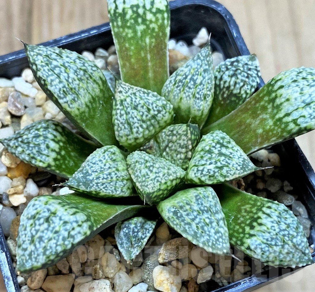 SHPR40860 Haworthia picta -Japan-