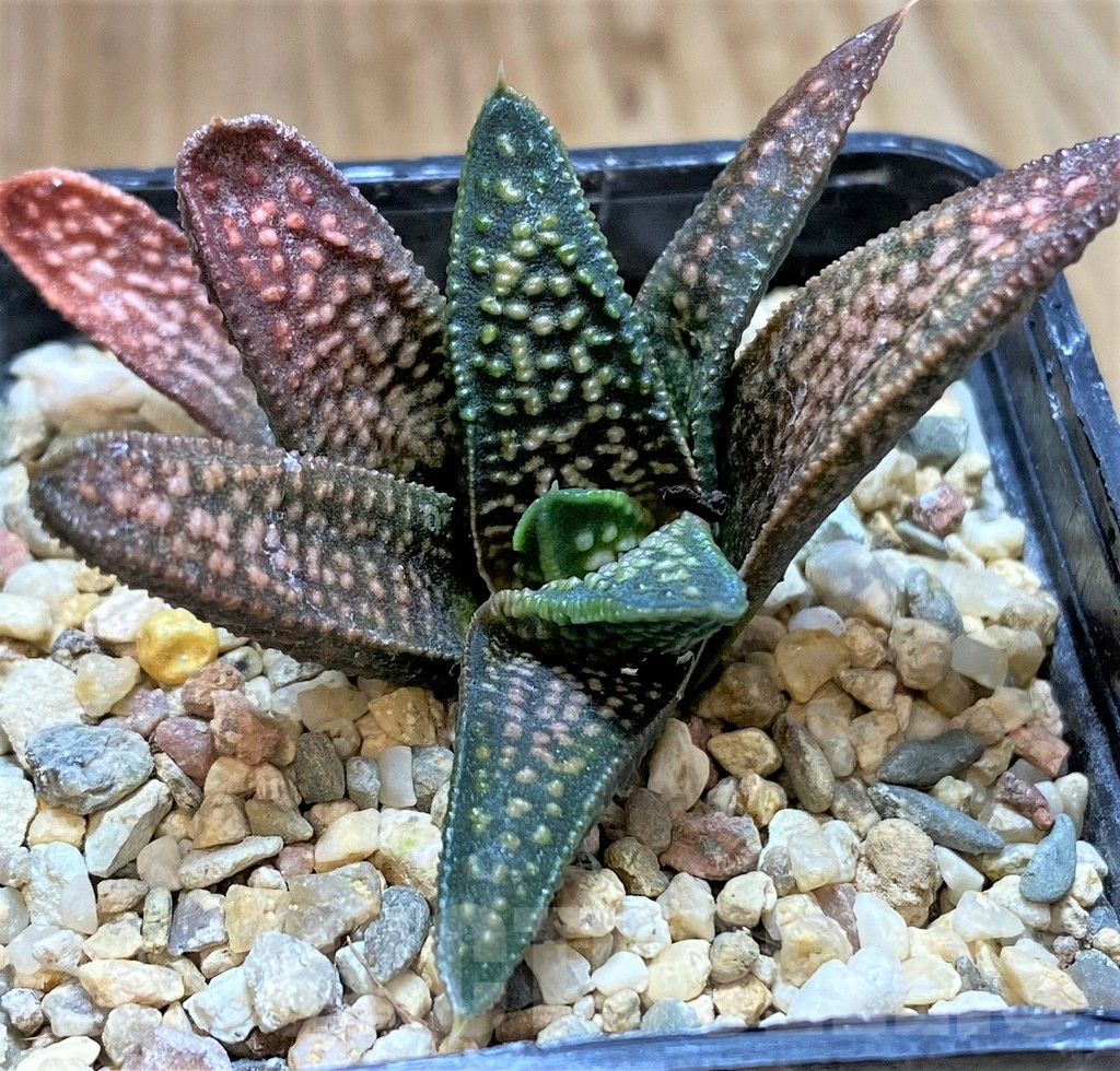 SHPR40861 Haworthia pumila x koelmaniorum - Obrázek 2