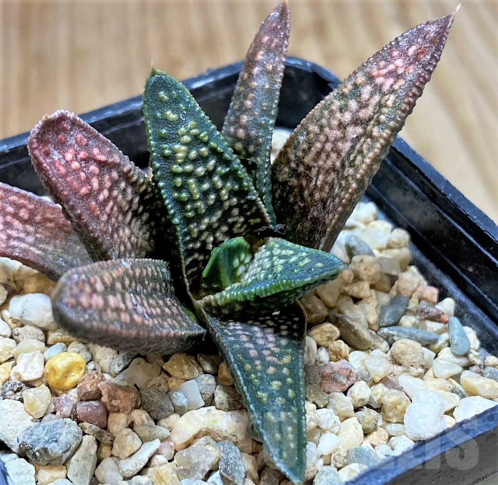 SHPR40861 Haworthia pumila x koelmaniorum
