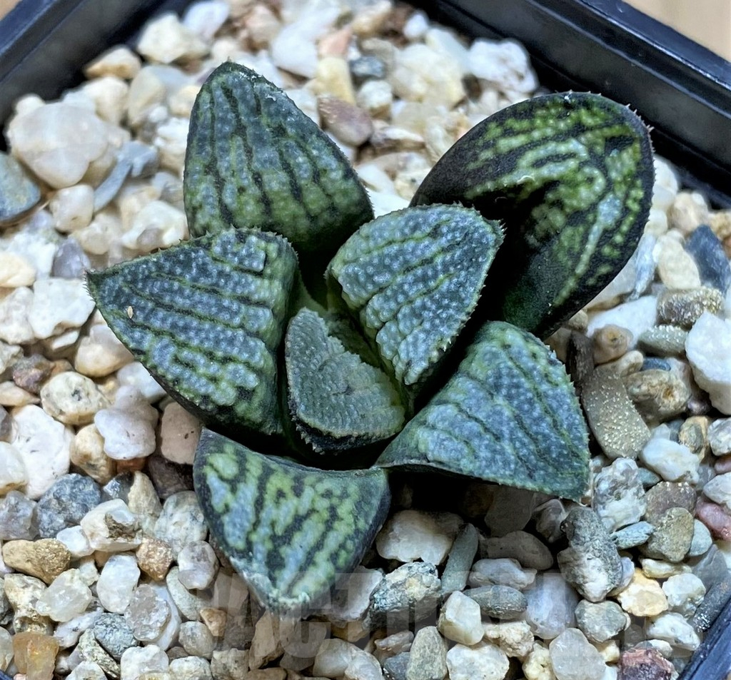 SHPR40864 Haworthia splendens 'Nautilus' - Зображення 2