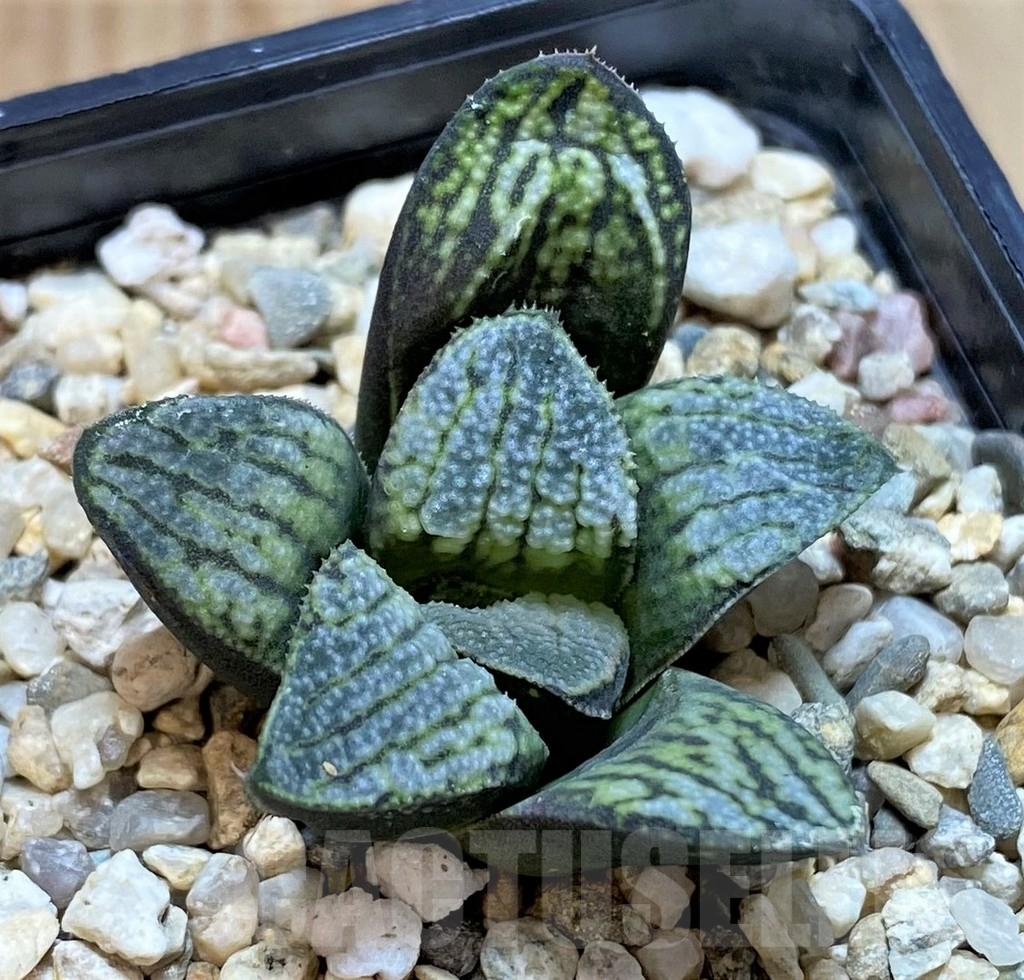 SHPR40864 Haworthia splendens 'Nautilus'