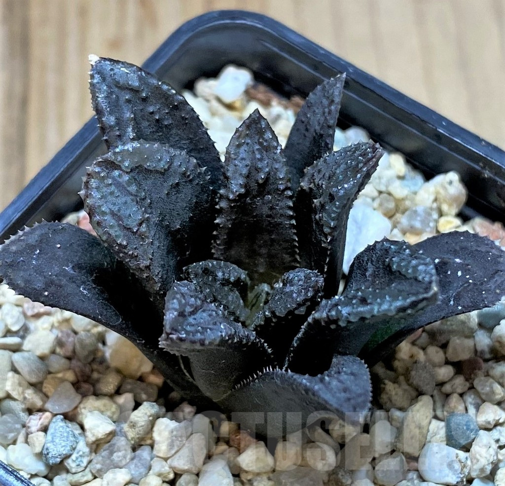 SHPR40866 Haworthia 'Oniyome' - Image 2
