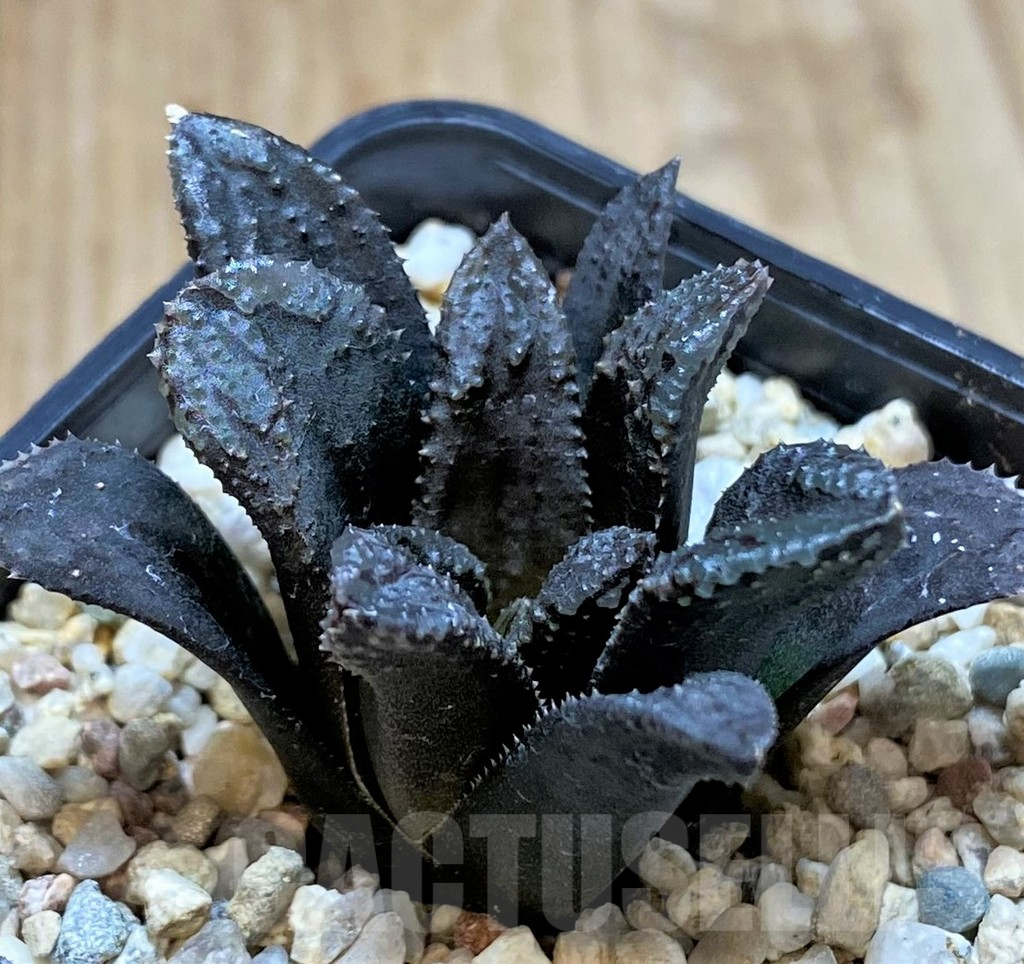 SHPR40866 Haworthia 'Oniyome'