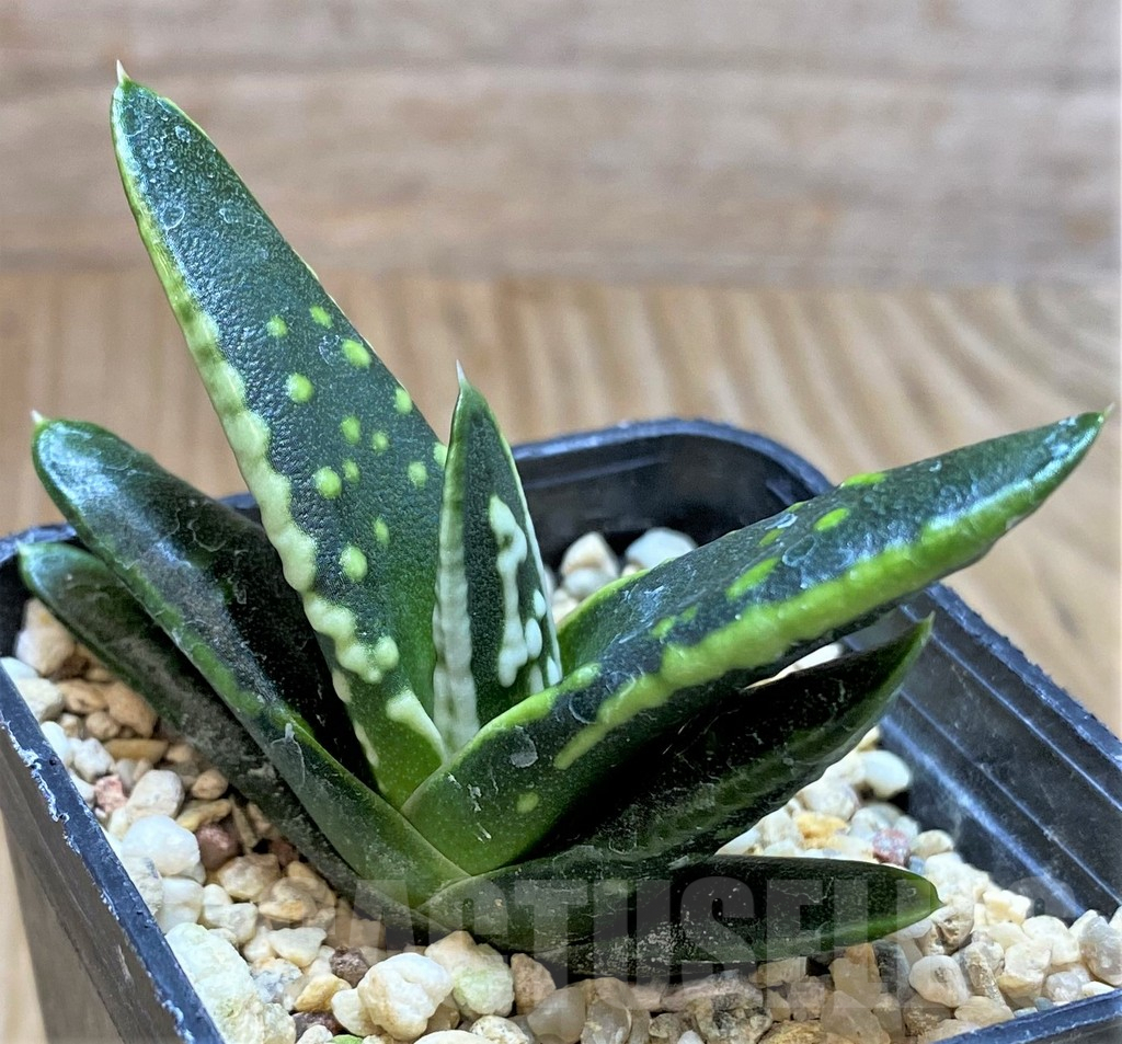 SHPR40867 Haworthia pumila 'Emperor', seedling - Image 2