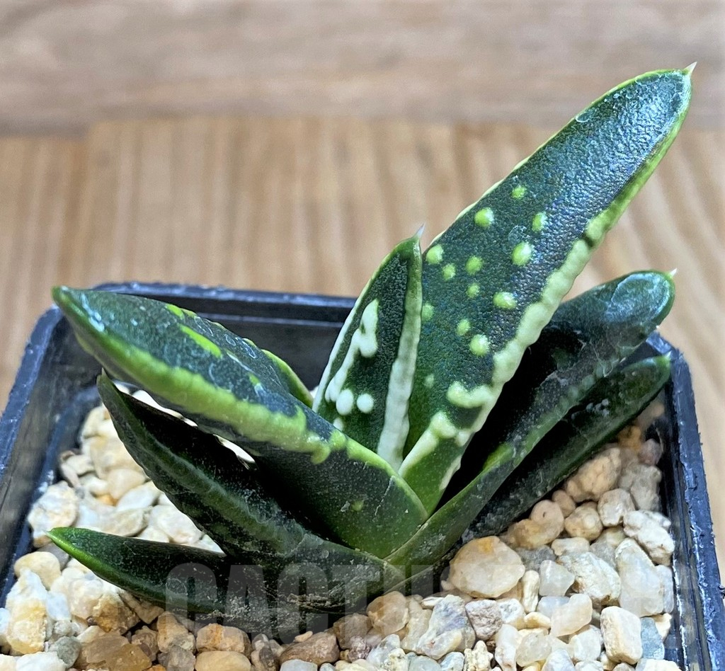 SHPR40867 Haworthia pumila 'Emperor', seedling
