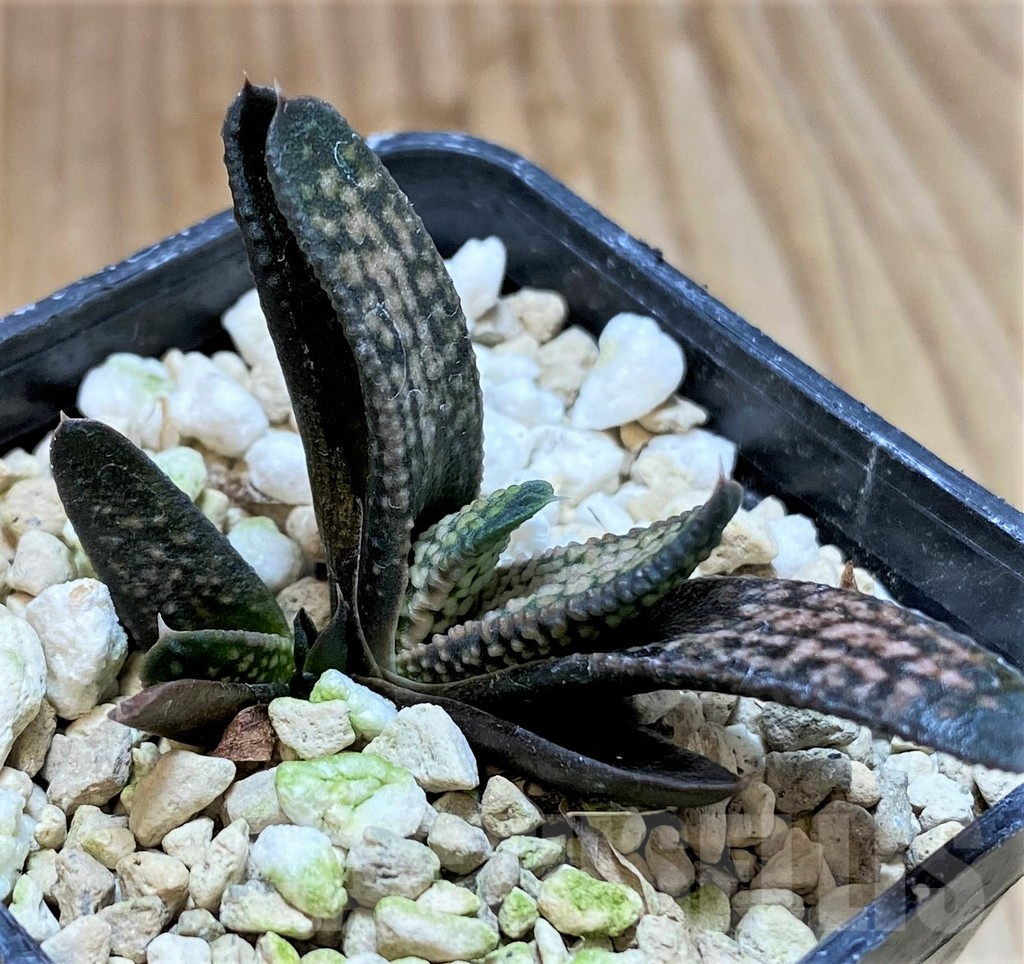 SHPR40868 Haworthia pumila x koelmaniorum - Image 2
