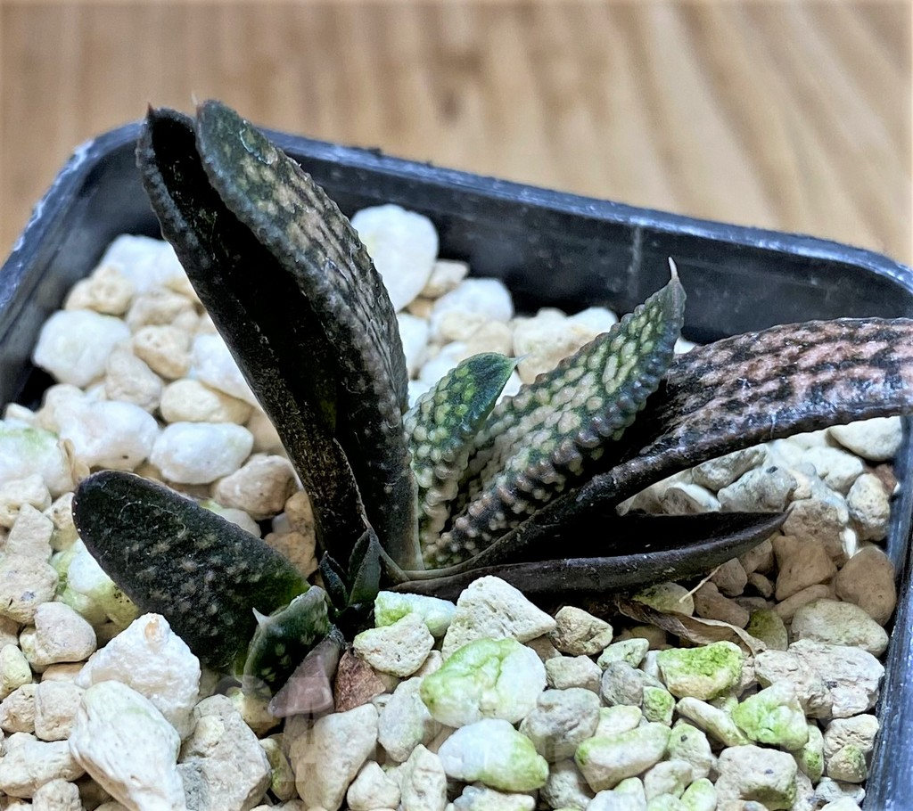SHPR40868 Haworthia pumila x koelmaniorum