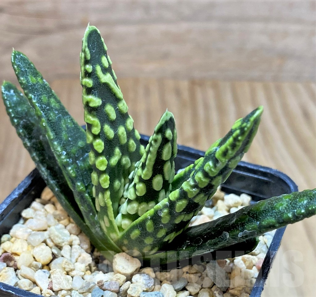 SHPR40869 Haworthia pumila 'Donut', seedling - Зображення 3