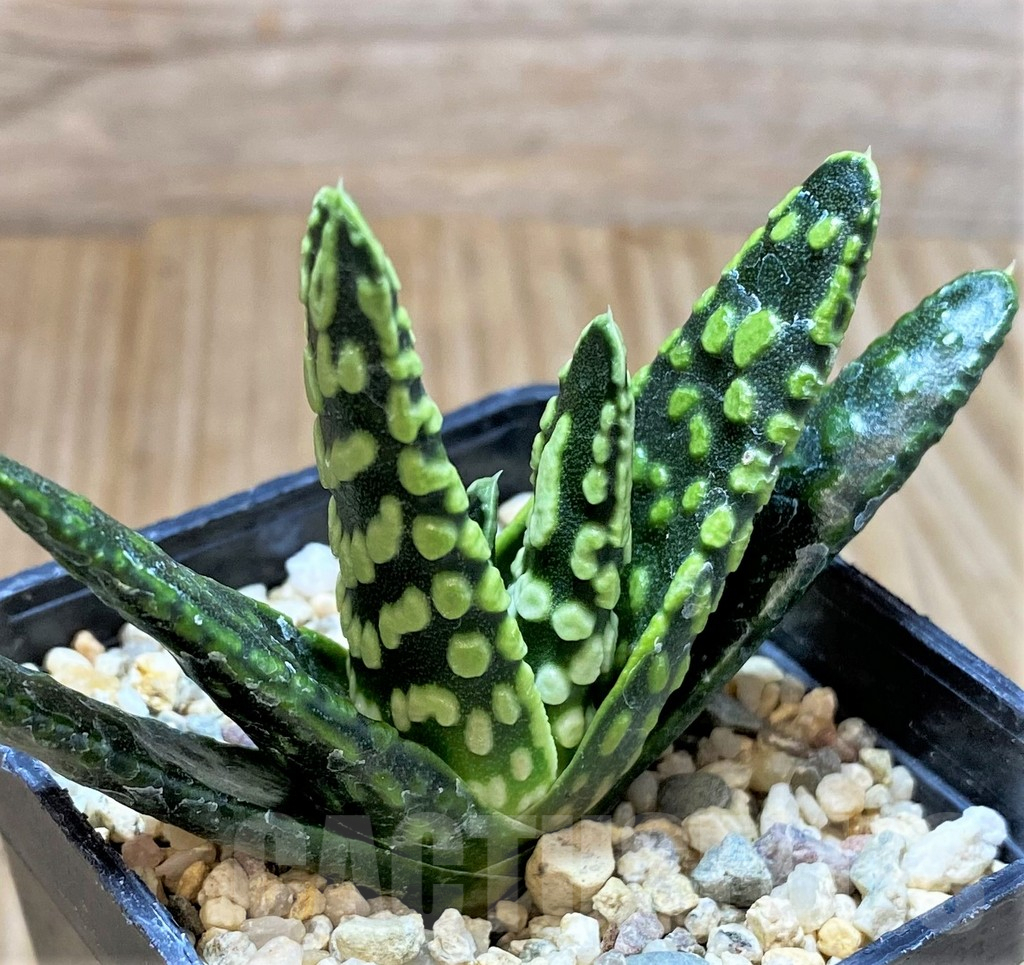 SHPR40869 Haworthia pumila 'Donut', seedling - Зображення 2