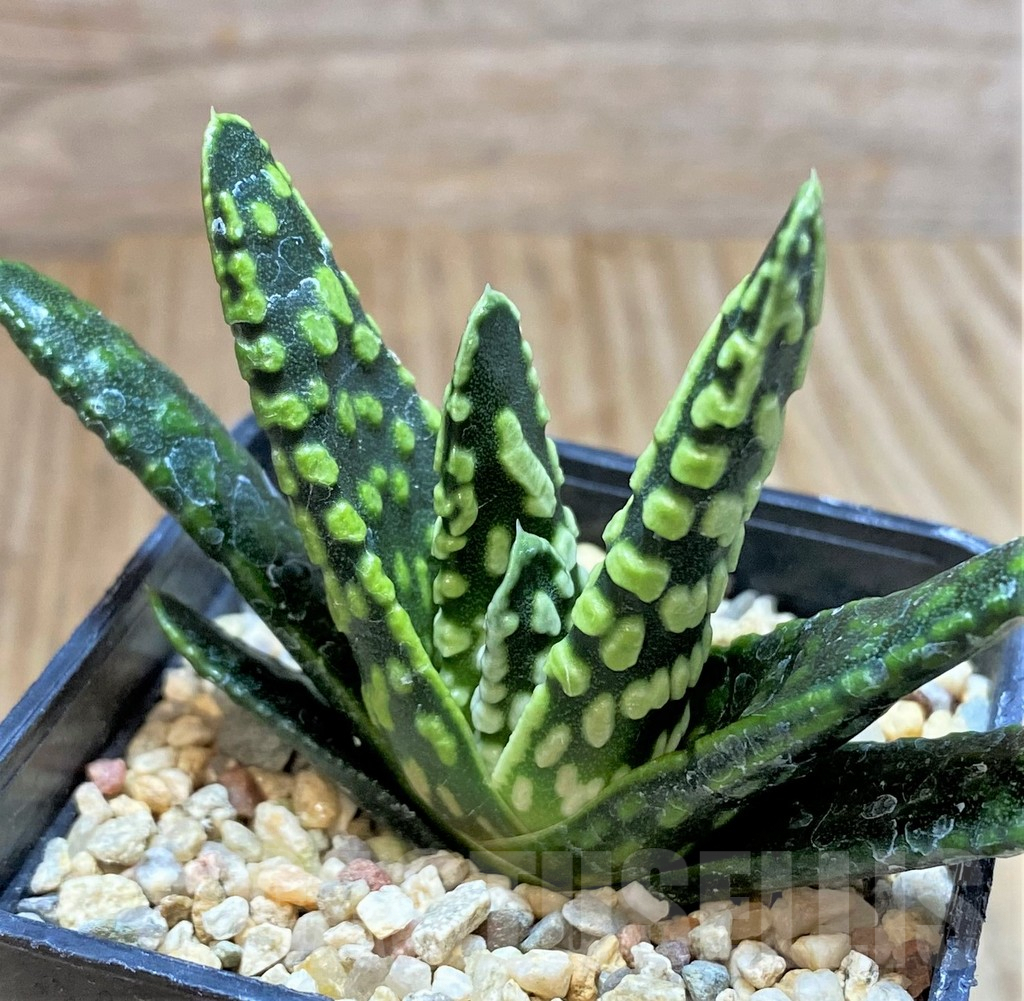 SHPR40869 Haworthia pumila 'Donut', seedling