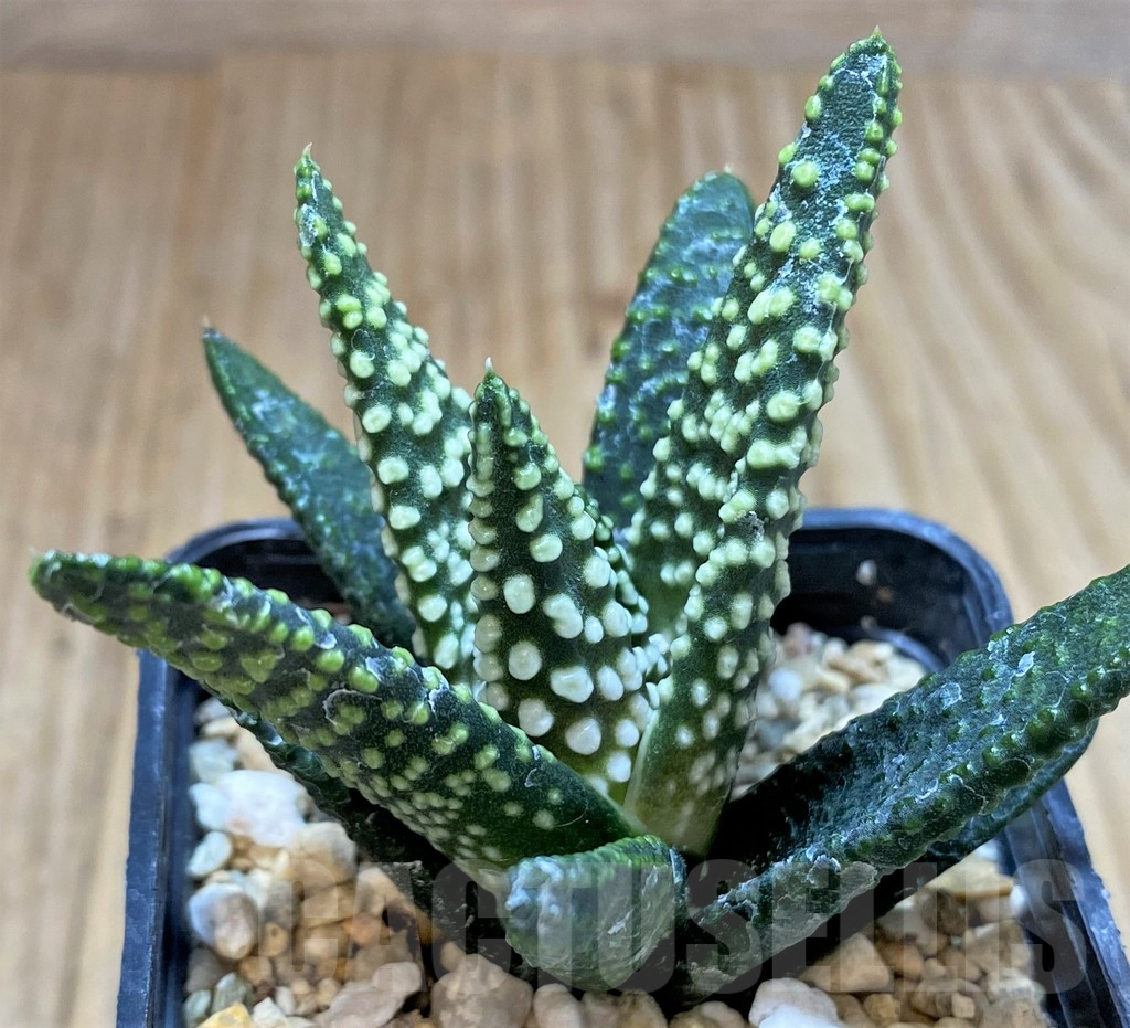 SHPR40870 Haworthia pumila 'Donut', seedling - Зображення 2