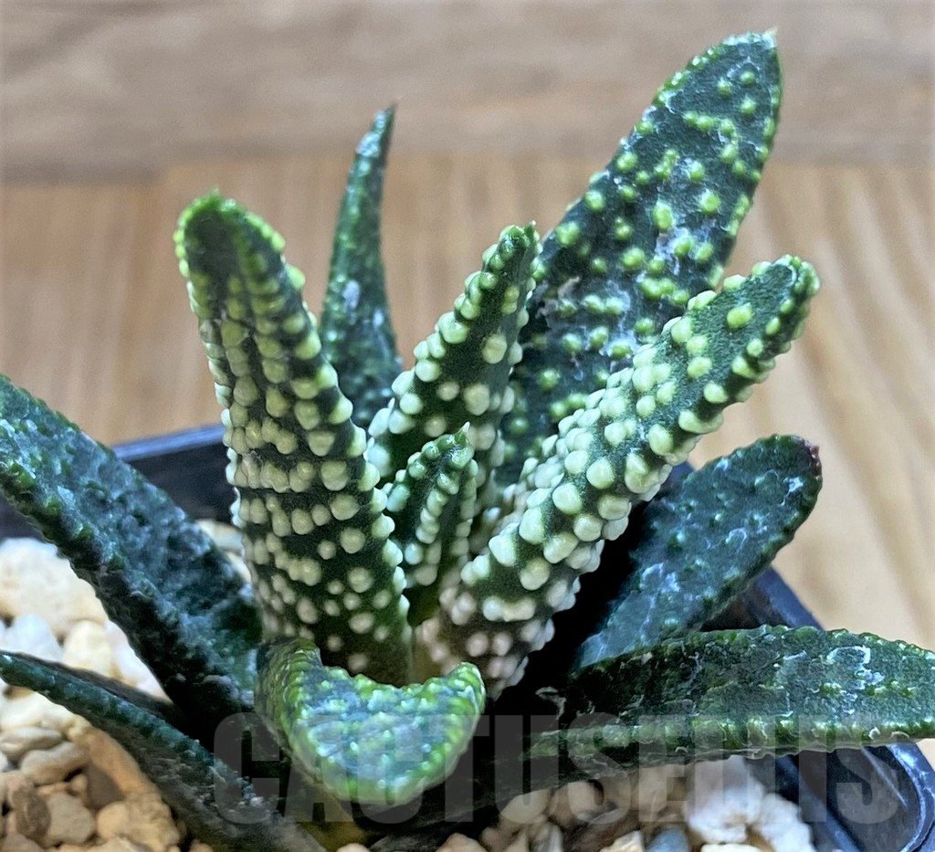 SHPR40870 Haworthia pumila 'Donut', seedling