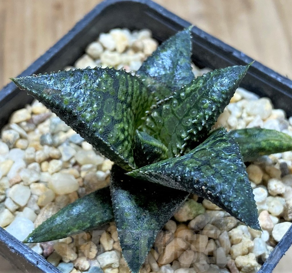 SHPR40871 Haworthia tesselata x koelmaniorum ‘Urocomado’ type1 – Image 2