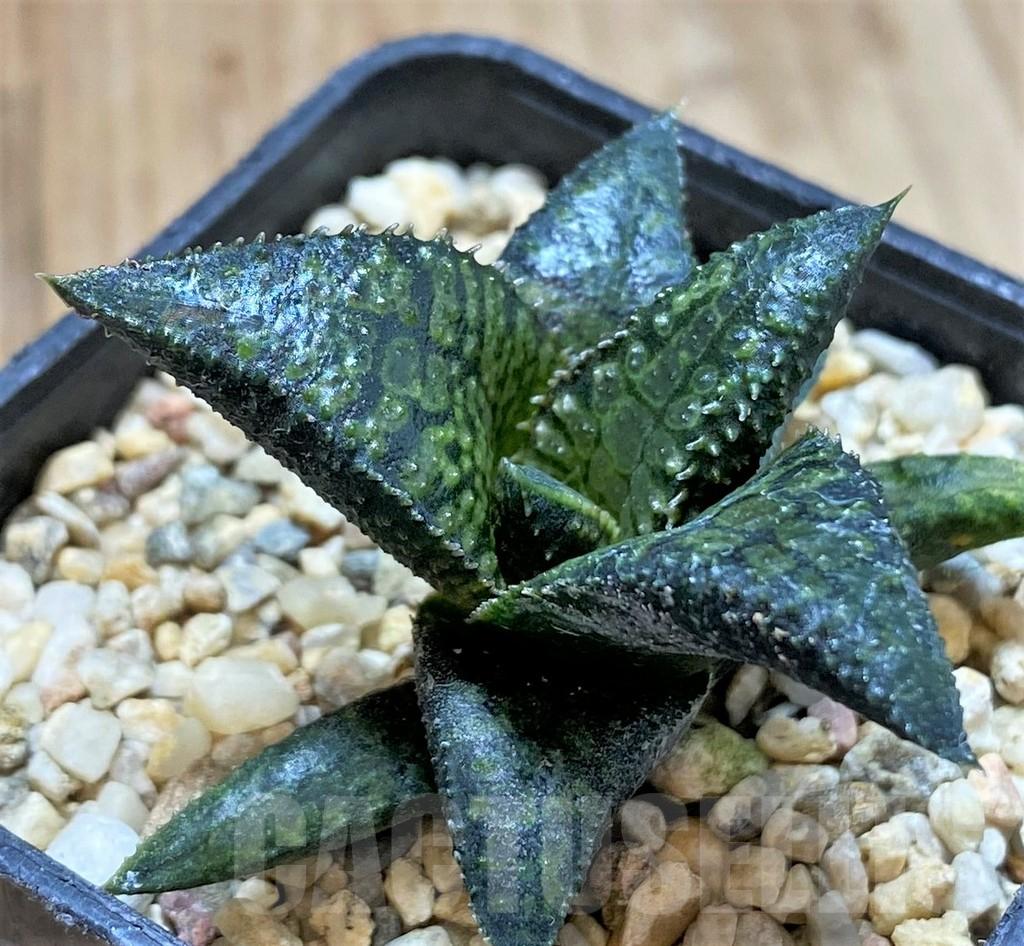 SHPR40871 Haworthia tesselata x koelmaniorum ‘Urocomado’ type1