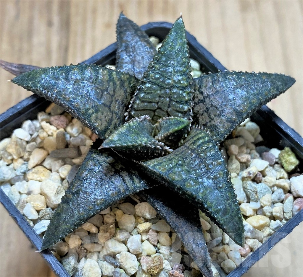 SHPR40872 Haworthia tesselata x koelmaniorum ‘Urocomado’ type1