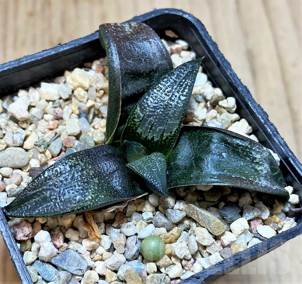 SHPR40877 Haworthia marxii hybrid - immagine 2