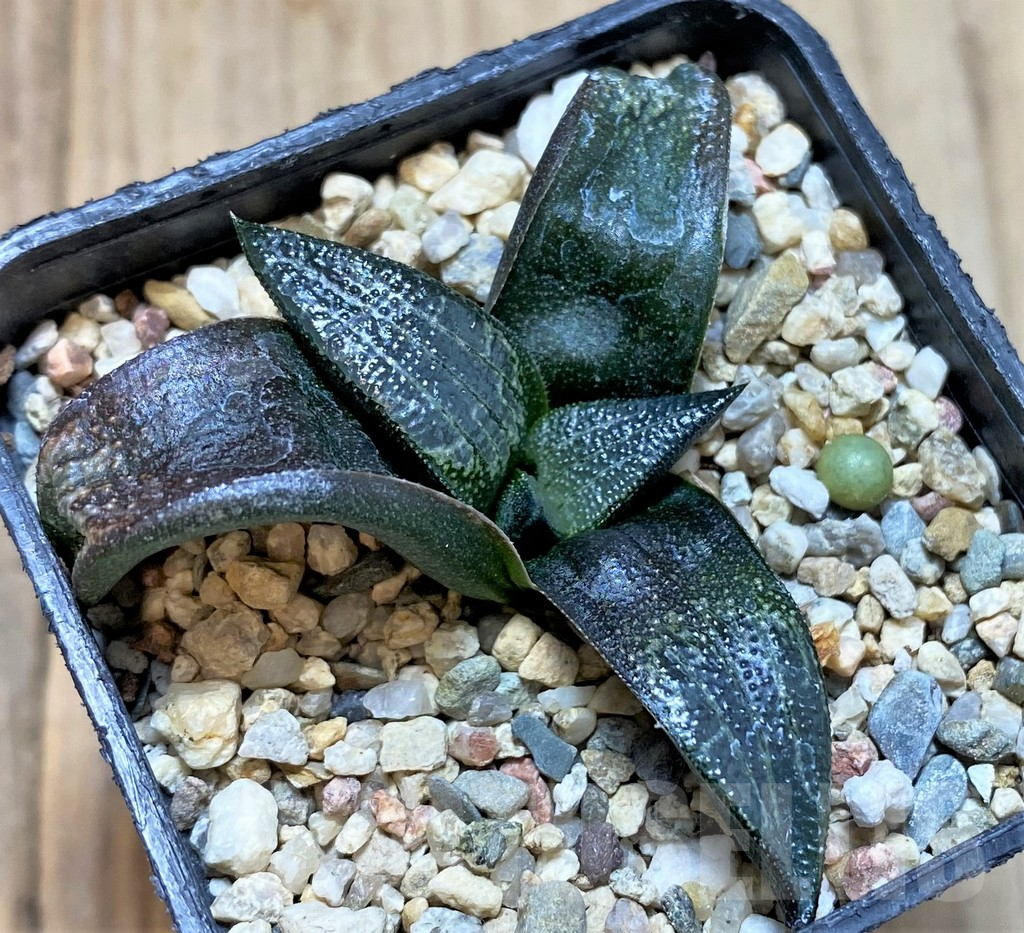 SHPR40877 Haworthia marxii hybrid