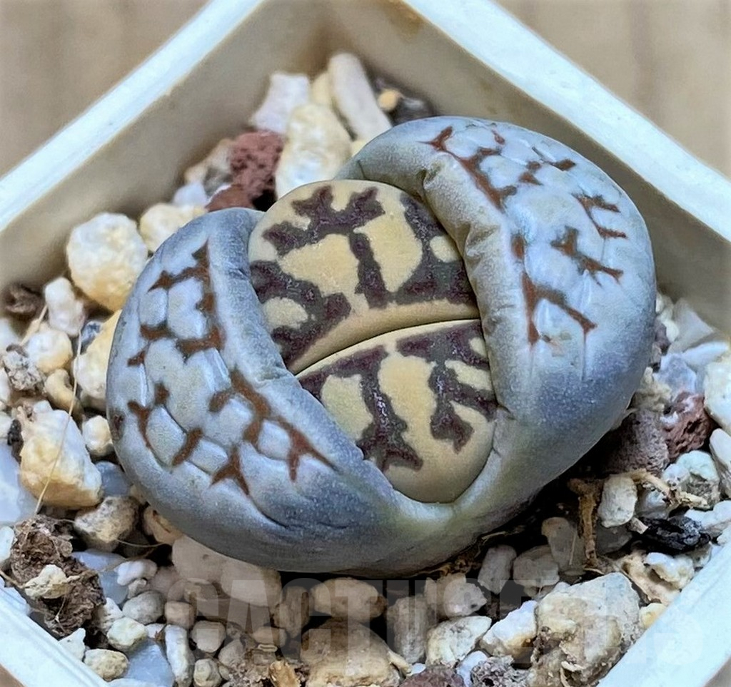 SHPR40907 Lithops dorotheae