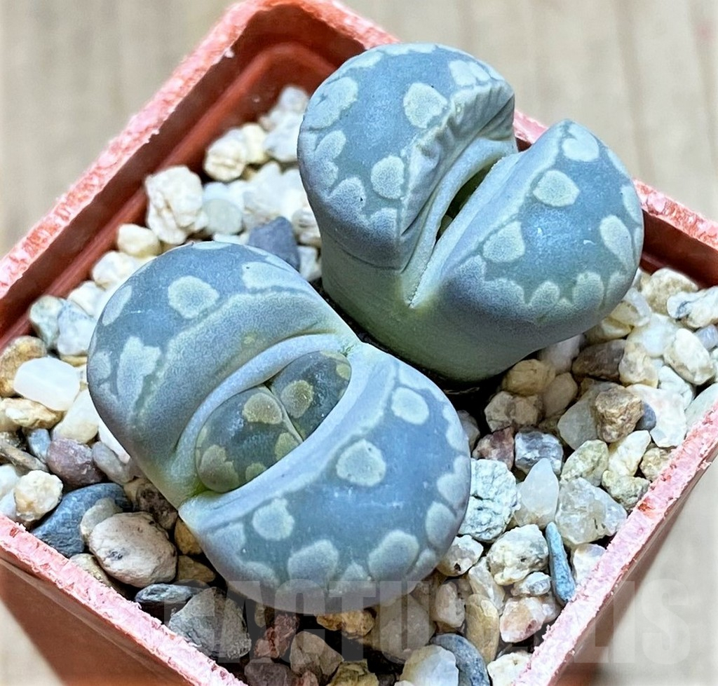 SHPR40949 Lithops otzeniana