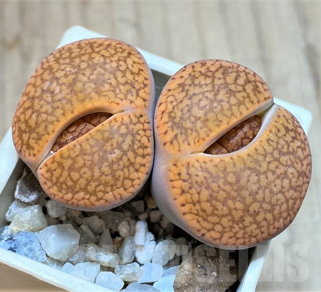SHPR40908 Lithops aucampiae C255, SH1623