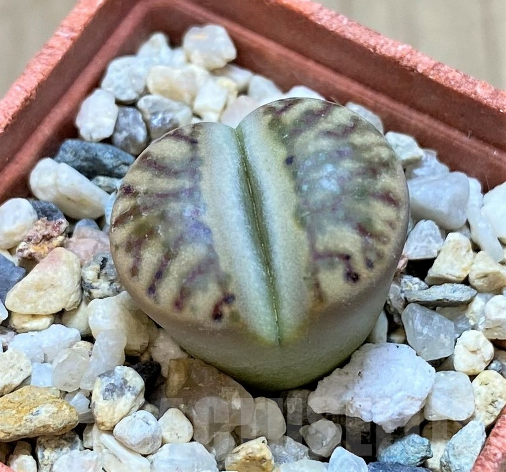 SHPR40966 Lithops bromfieldii 'Red Coral'