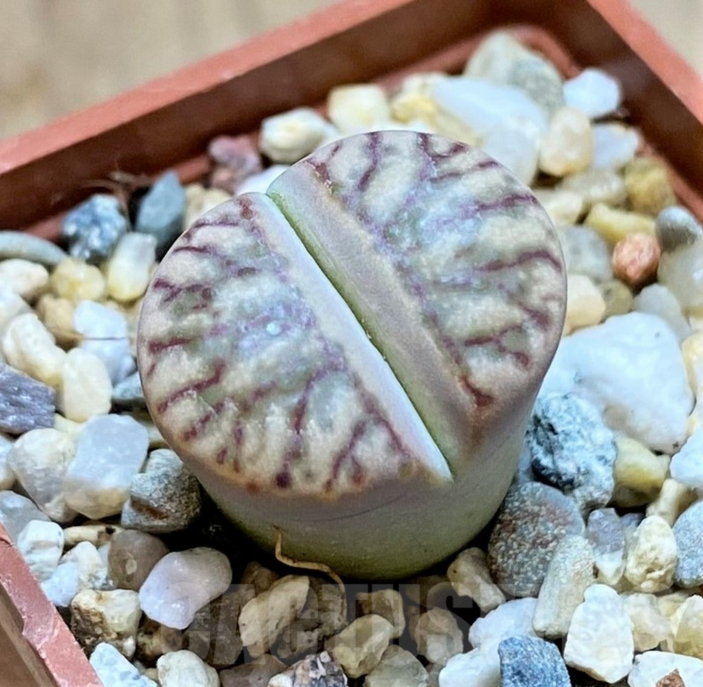SHPR40967 Lithops bromfieldii 'Red Coral'