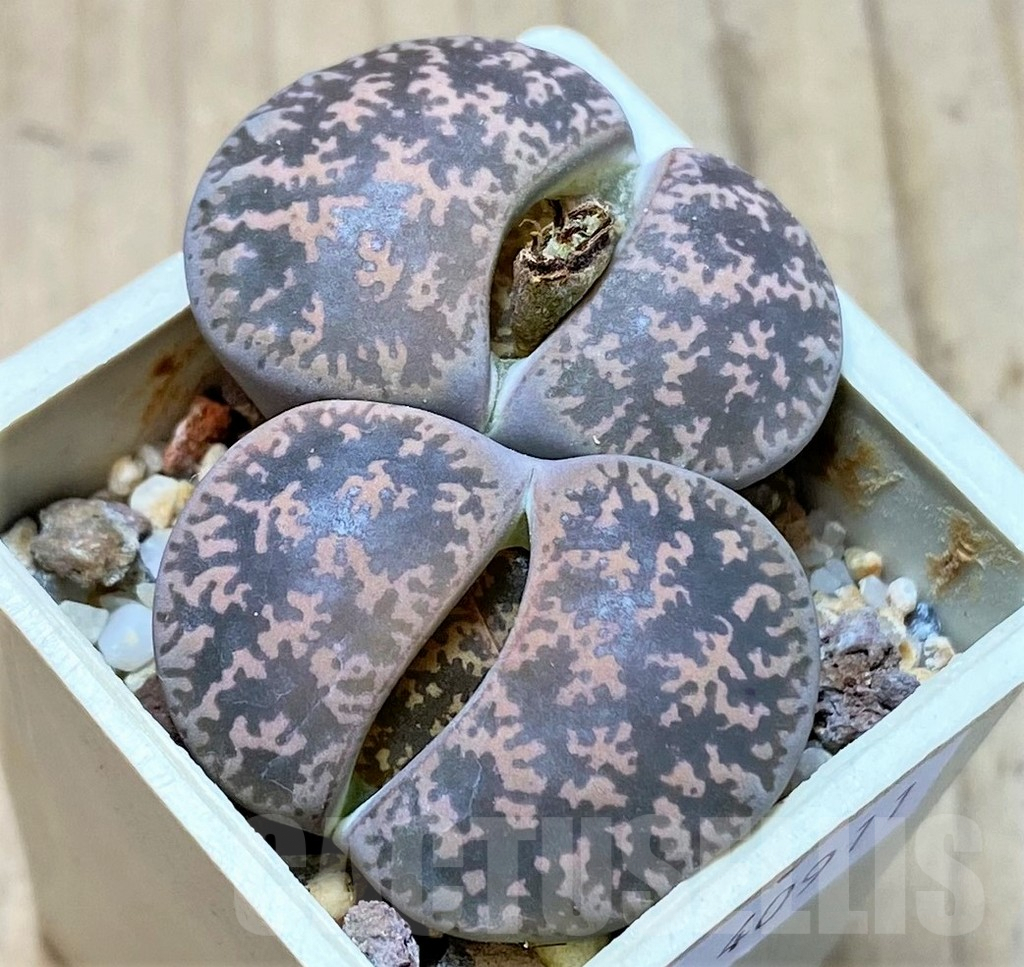 SHPR40911 Lithops lesliei -Pietersburg-