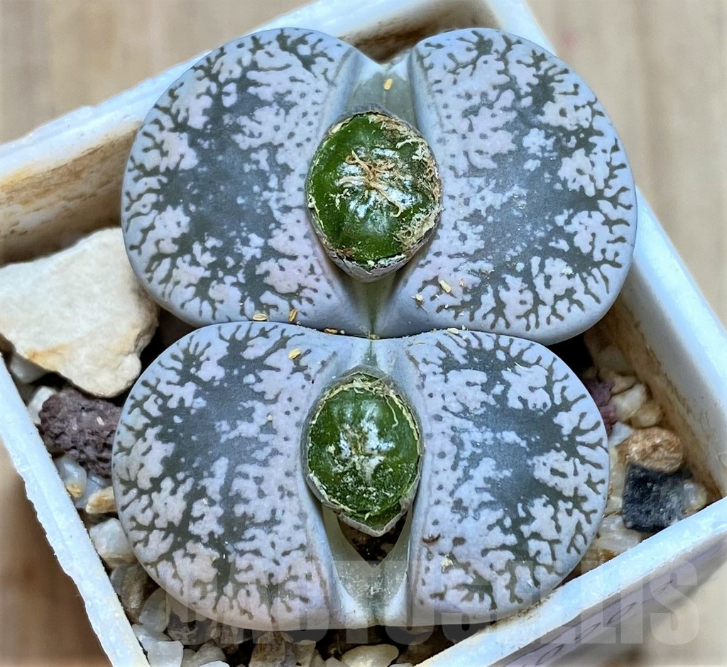 SHPR40903 Lithops lesliei v. venteri