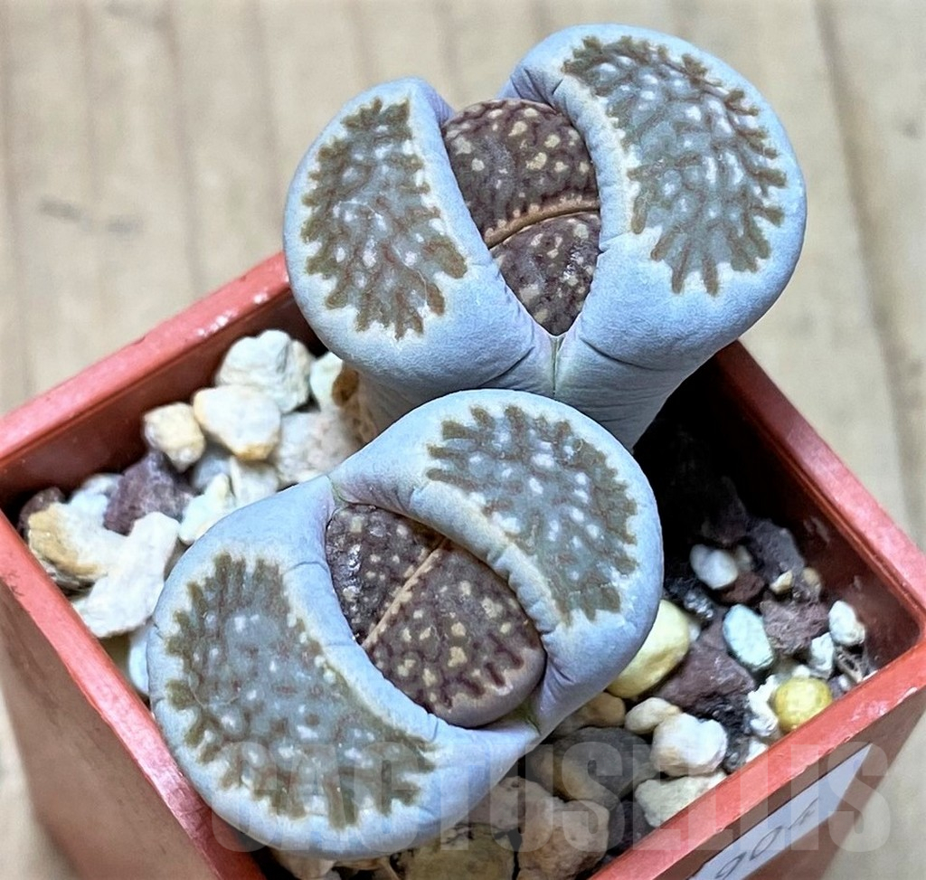 SHPR40904 Lithops hallii