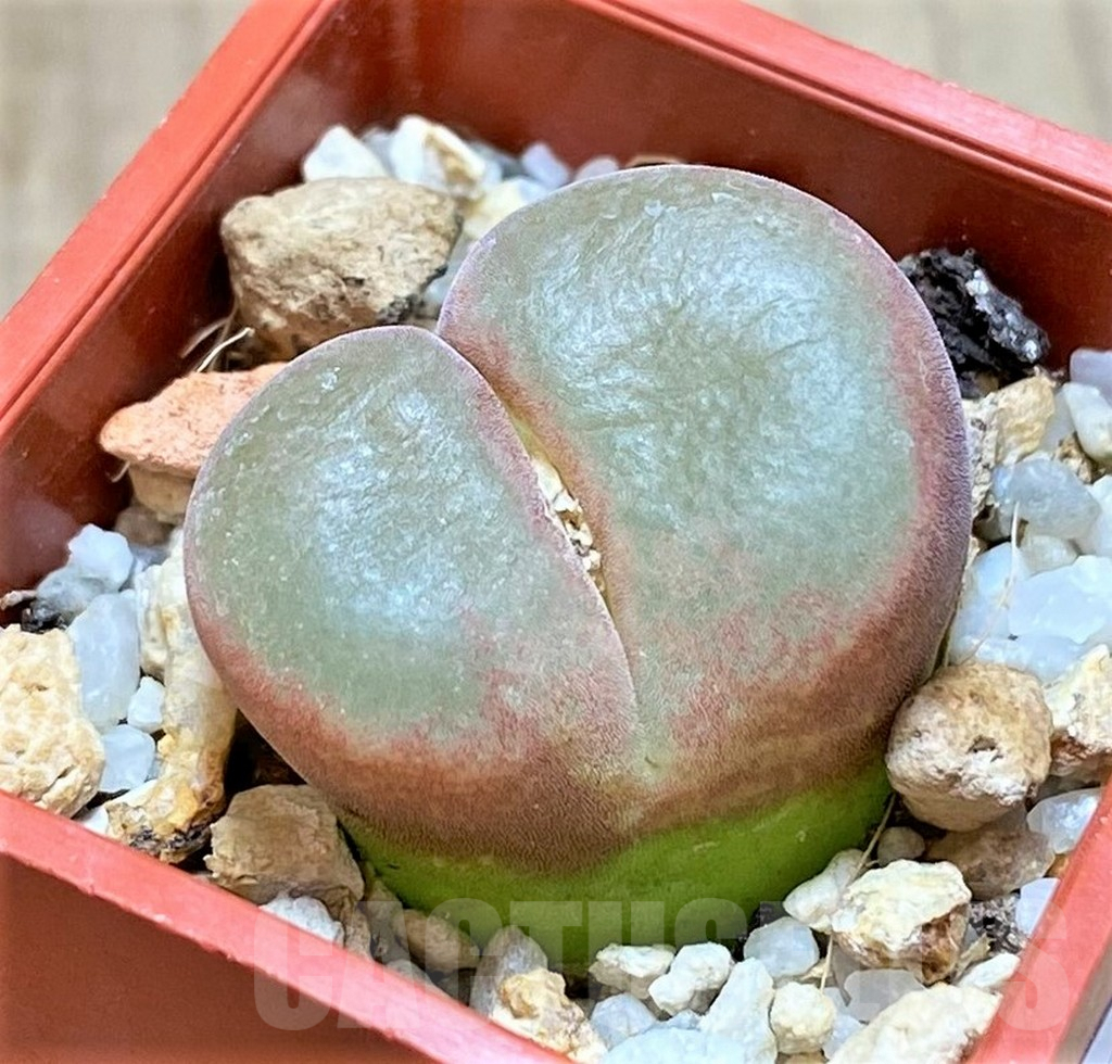 SHPR40905 Conophytum triebneri