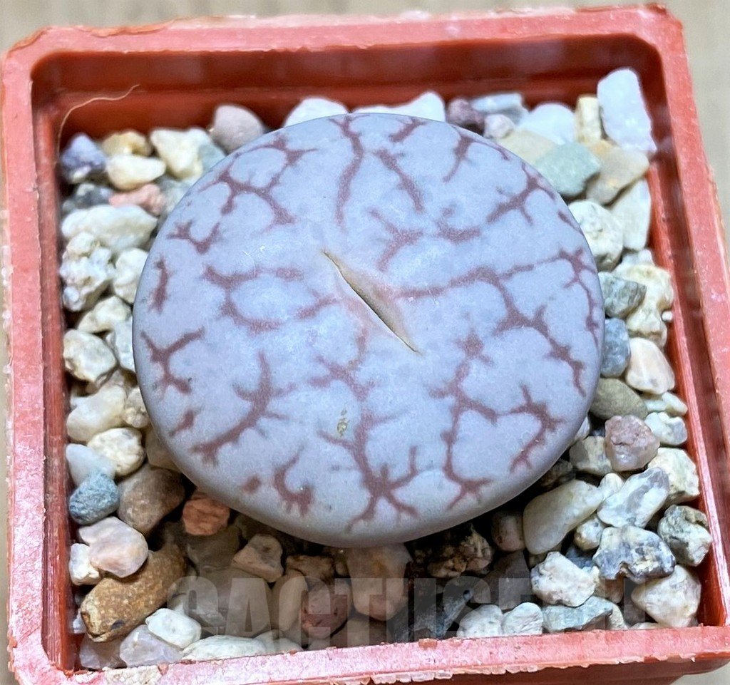 SHPR40931 Lithops pseudotruncatella C100
