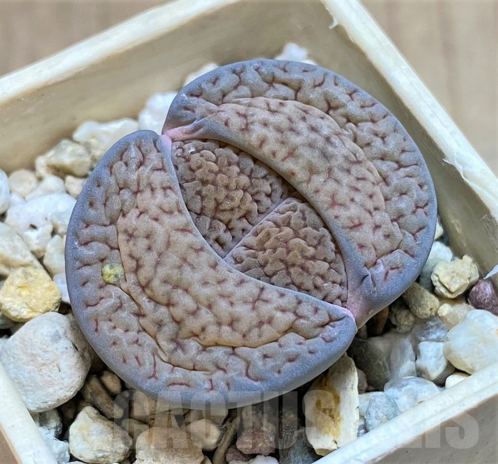 SHPR40933 Lithops hookeri v. dabneri