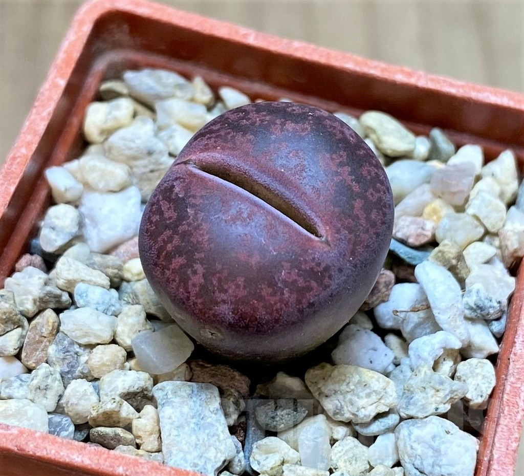 SHPR40934 Lithops lesliei 'Fred´s Redhead'