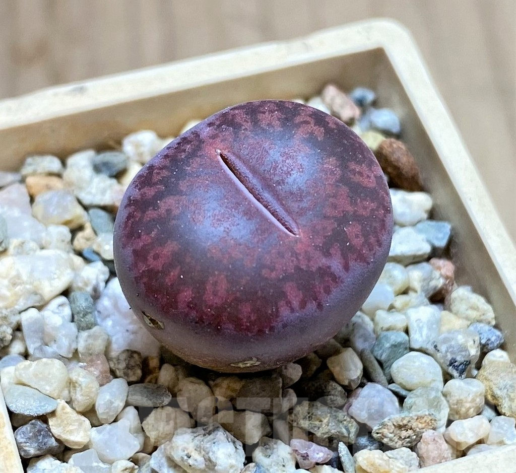 SHPR40936 Lithops lesliei 'Fred´s Redhead'