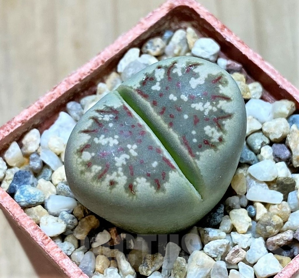 SHPR40937 Lithops dorotheae