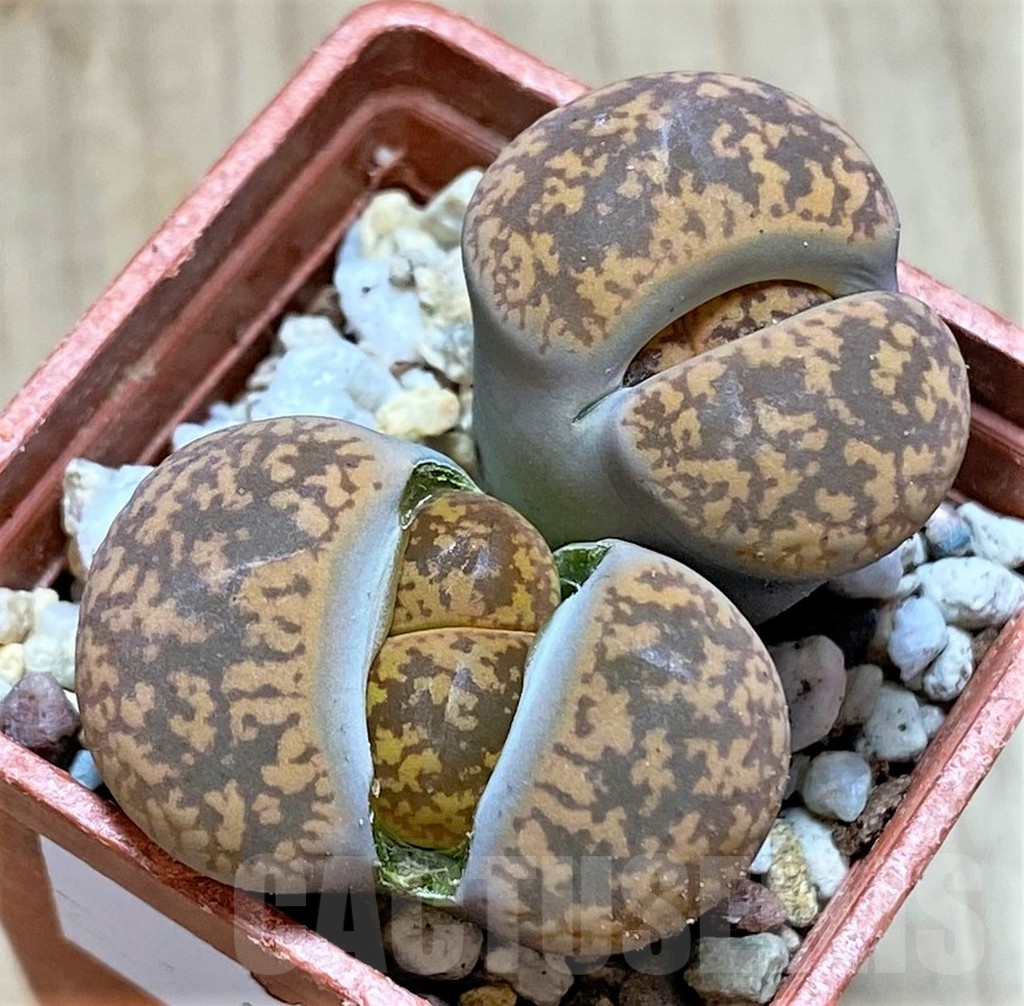 SHPR40938 Lithops aucampiae -Majading Shinada-