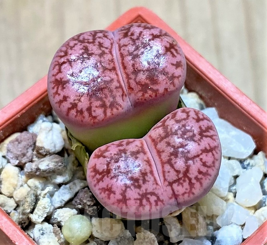 SHPR40906 Lithops pseudotruncatella v. pulmuncola