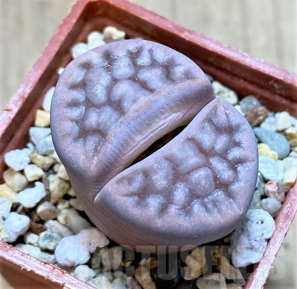 SHPR40941 Lithops karasmontana v. summitatum