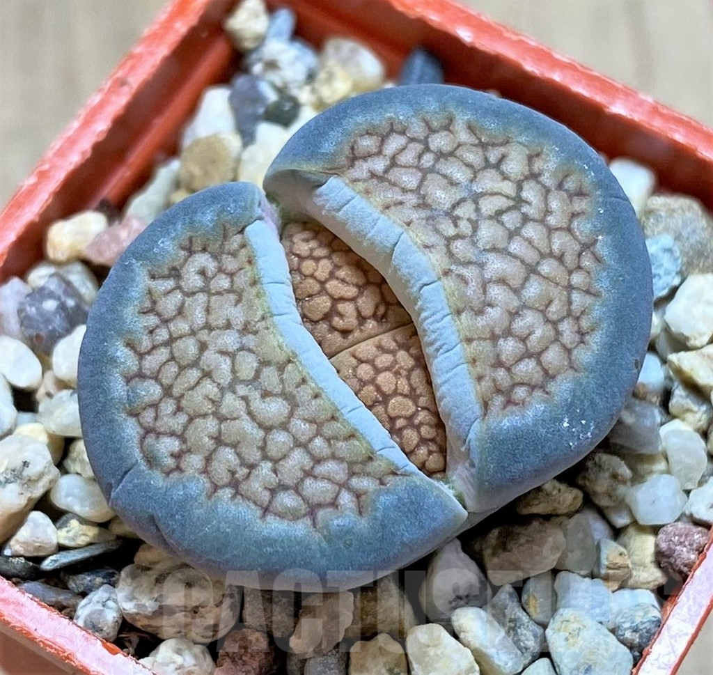 SHPR40943 Lithops hallii v. ochracea 'Marydale' L4-73