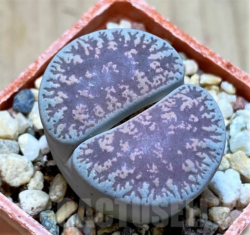SHPR40944 Lithops lesliei v. venteri