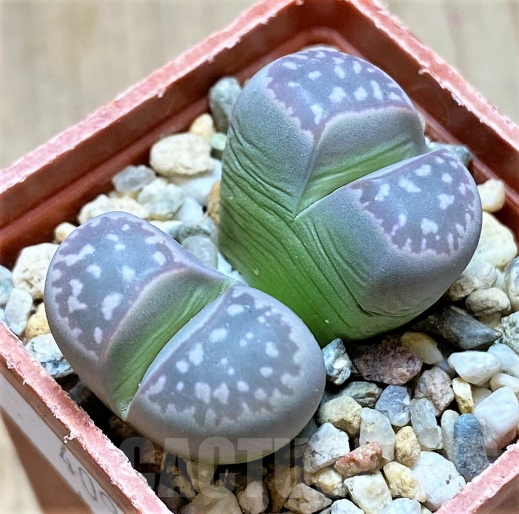 SHPR40946 Lithops olivacea