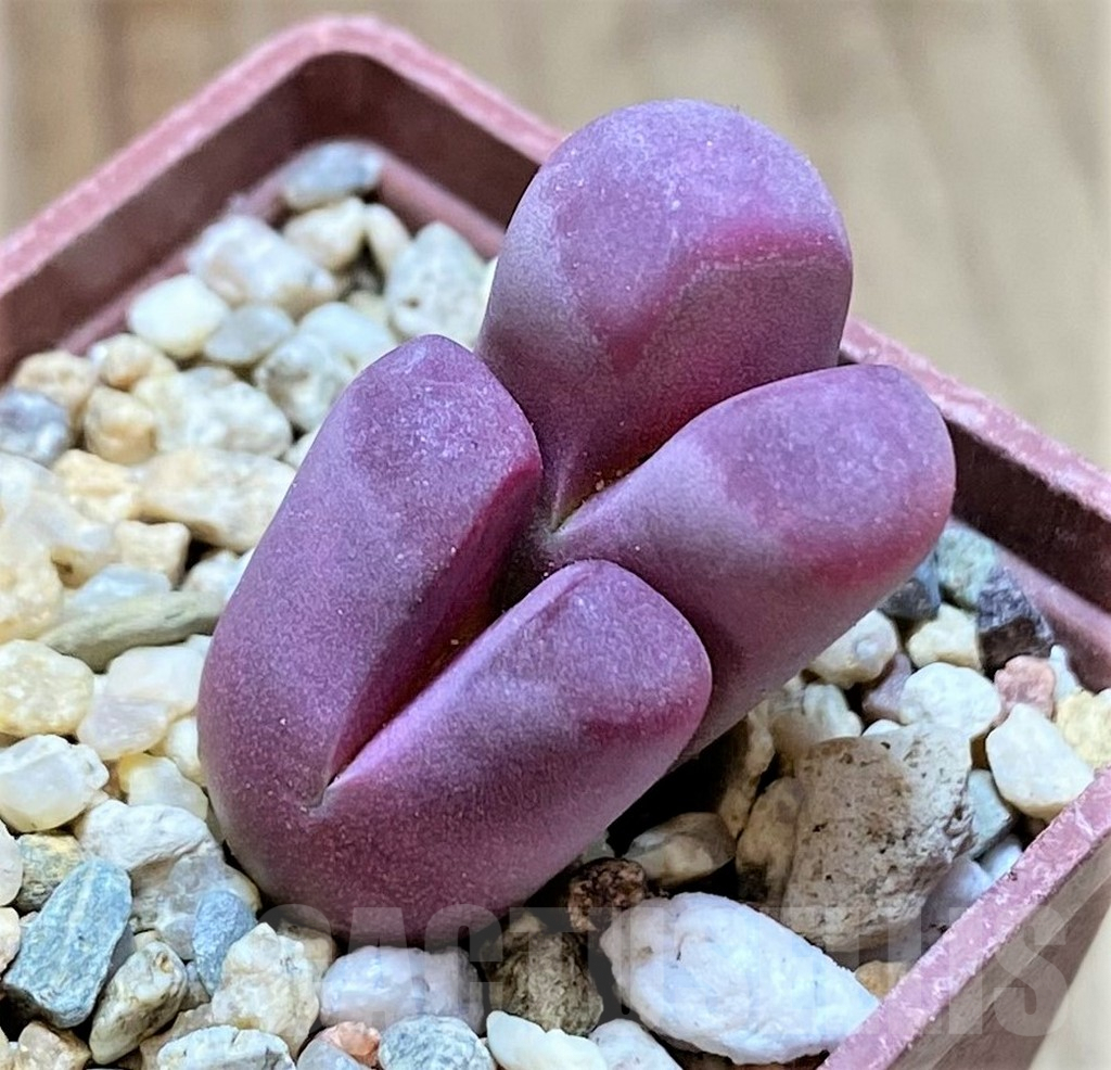 SHPR40947 Lithops optica 'Rubra'