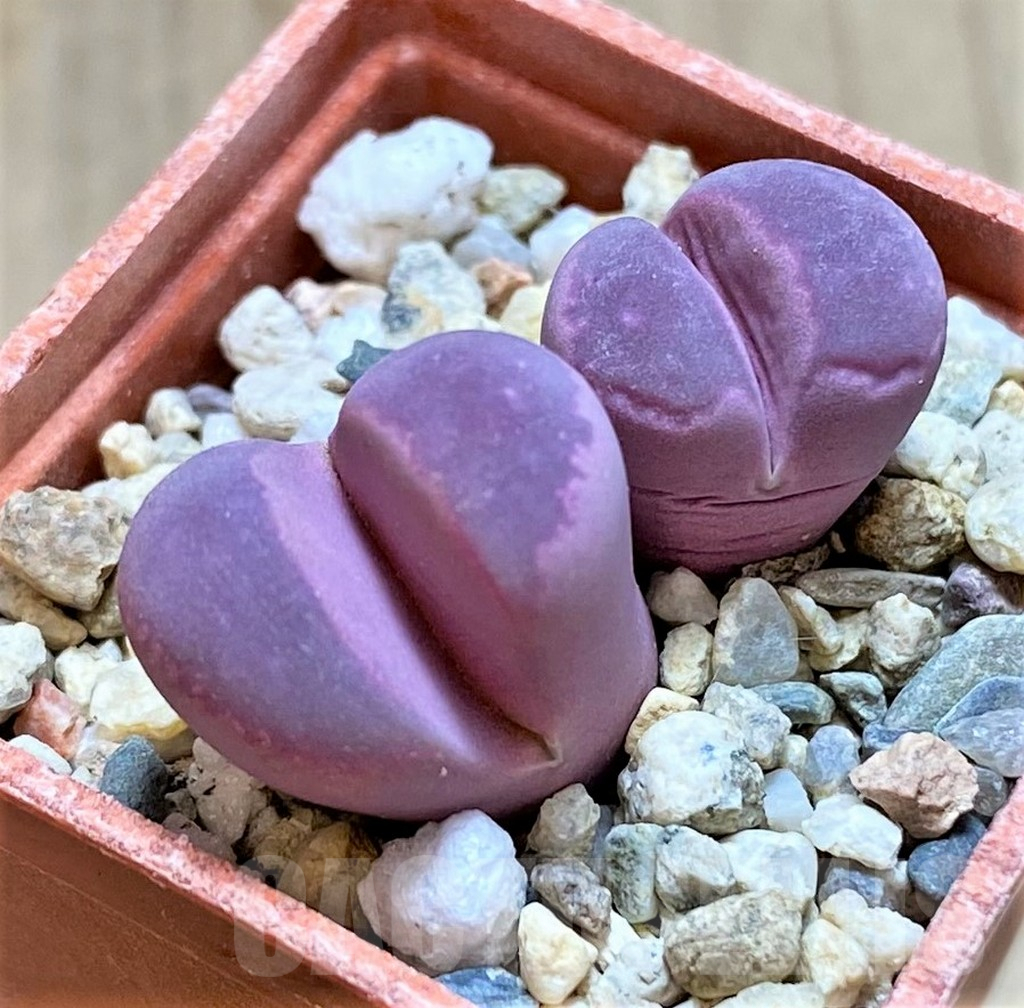 SHPR40948 Lithops optica 'Rubra'