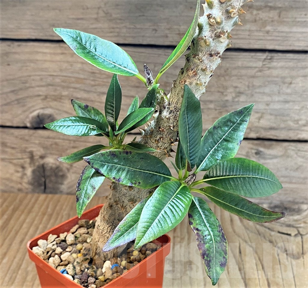SHPR40179 Pachypodium baronii