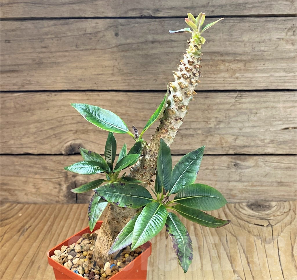 SHPR40179 Pachypodium baronii - immagine 2