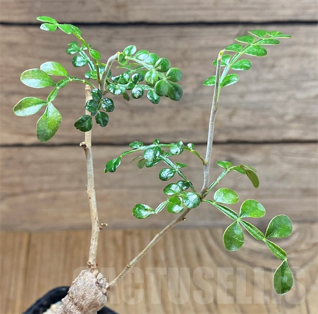 SHPR40181 Operculicarya pachypus