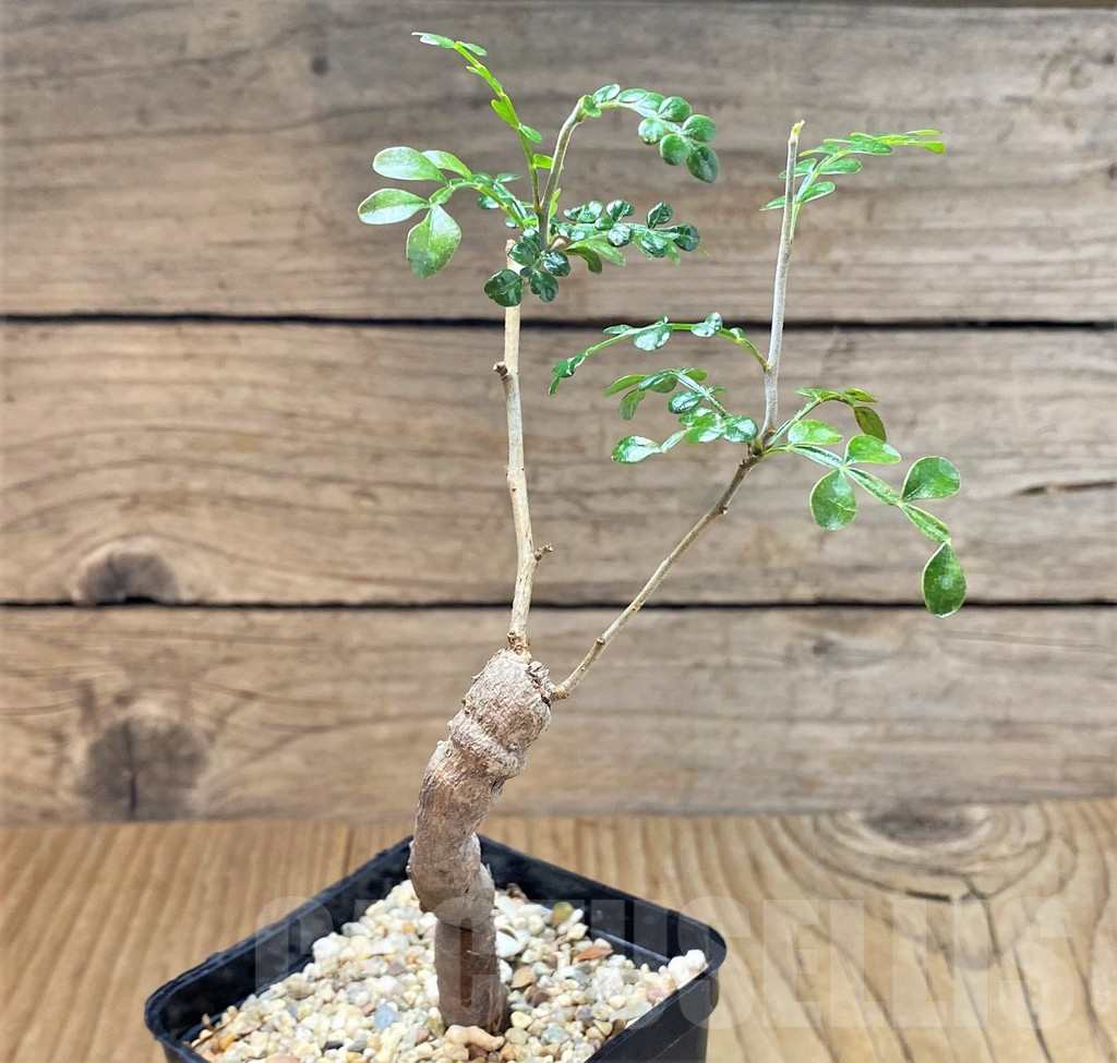 SHPR40181 Operculicarya pachypus - Obrázek 2